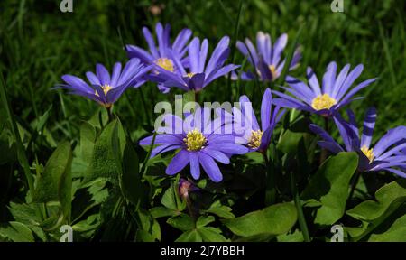 Low Angle Close up Purple Flowers in Grass Anemone blanda aka Grecian windflowers Stock Photo