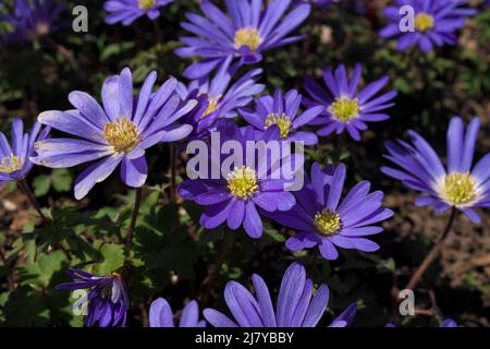 Low Angle Close up Purple Flowers in Grass Anemone blanda aka Grecian windflowers Stock Photo