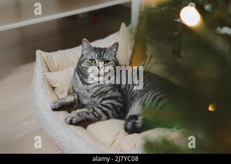 Gray striped beautiful cat under the Christmas tree decorated with toys. High quality photo Stock Photo