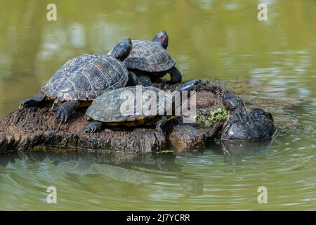 Red-eared terrapins (Trachemys scripta elegans) and yellow-bellied sliders basking in the sun on tree trunk in pond, invasive turtle species in Europe Stock Photo