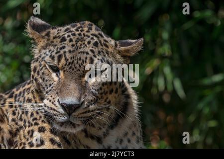 Persian leopard / Caucasian leopard (Panthera pardus tulliana / Panthera pardus saxicolor) native to Turkey, Caucasus, Iran, Afghanistan and Asia Stock Photo
