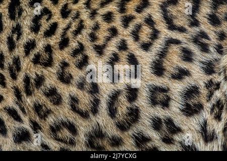 Persian leopard / Caucasian leopard (Panthera pardus tulliana / Panthera pardus saxicolor) close-up of fur pattern showing rosettes Stock Photo