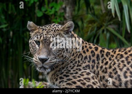 Persian leopard / Caucasian leopard (Panthera pardus tulliana / Panthera pardus saxicolor) native to Turkey, Caucasus, Iran, Afghanistan and Asia Stock Photo