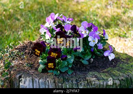 Multi-colored pansies are planted in an old stump Stock Photo