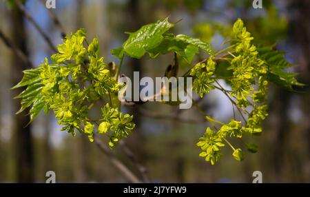 Yellow flowers of Norway maple blooming in springtime in the park Stock Photo