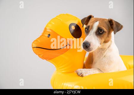 Dog jack russell terrier in a floating ring duck on a white background.  Stock Photo