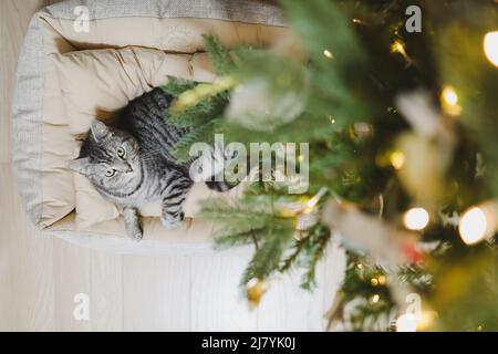 Funny gray striped tabby cat under the Christmas tree decorated with toys. Stock Photo
