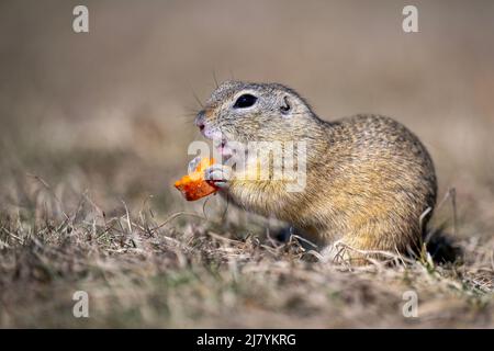 Ground squirrel eats food on the pasture. Stock Photo