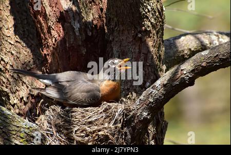 Female American Robin Turdus migratorius sitting on her nest in Spring Stock Photo
