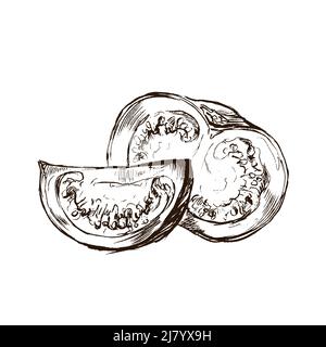 Brown sketch of couple sliced tomatoes in classic engraved style on white Stock Vector