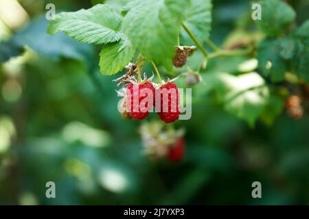 Big berries of red sweet and tasty raspberries sour on branches in the summer green garden Stock Photo