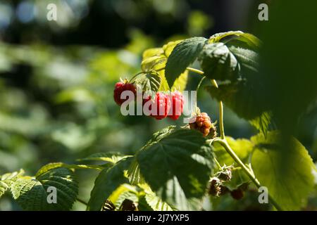 Berries of red sweet and tasty raspberries sour on branches in the summer garden Stock Photo
