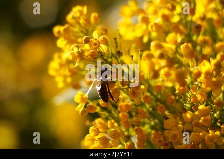 Bee collects nectar on blossoming beautyful yellow Mahonia repens - honey tree in the garden Stock Photo