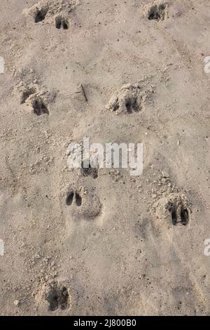 White tail deer tracks in the sand heading to the ocean on the Isle of Palms, South Carolina. Deer often jump into the salt water to kill off ticks and other bitting insects. Stock Photo