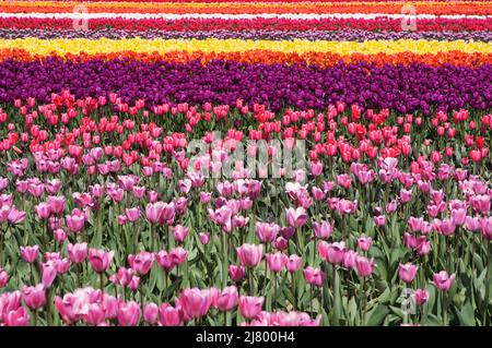A multi-colored field of bright tulips (Tulipa) at a flower farm during the Skagit Valley Tulip Festival in spring. Stock Photo