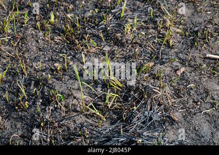 Shoots of fresh green grass on the site of burnt grass after a forest fire. Stock Photo