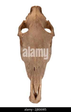 Skull of domestic horse (Equus caballus) on a white background. Front view. Stock Photo