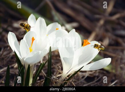 two bees fly on white crocus flowers in spring Stock Photo