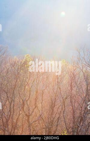 Sunlight through mist creates lens flares and dreamy murkiness at the Tanbark Ridge Overlook on the Blue Ridge Parkway in Asheville, NC, USA Stock Photo