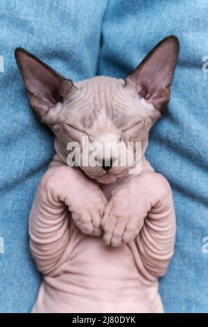 Canadian Sphynx Cat blue mink and white color with closed eyes, sleeping lying down on his back on blue jeans. Close-up from above. Selective focus Stock Photo