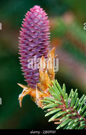 Norway Spruce - Picea abies, young female cone Stock Photo