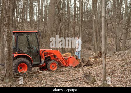 Young man looking at logs beside tractor in woods Stock Photo