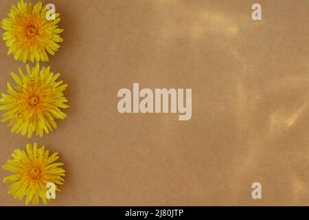 Background from old paper with sun glare and yellow dandelion flowers. Stock Photo