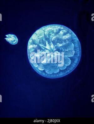 Overhead view of two jellyfish in ocean, Indonesia Stock Photo