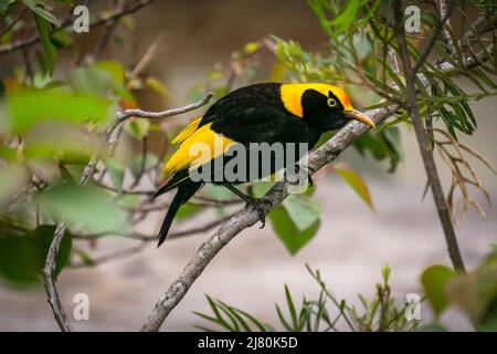 Close-Up of a male Regent Bowerbird on a branch, Lamington National Park, Queensland, New South Wales, Australia Stock Photo