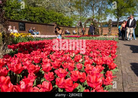 Keukenhof flower garden - largest tulip park in world, Lisse ...
