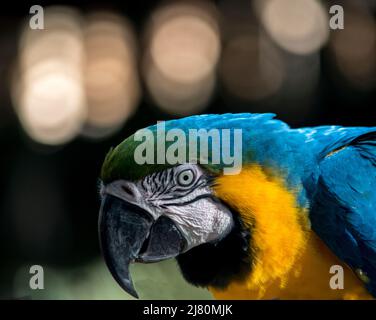 portrait of a Blue and Yellow Macaw - Ara ararauna. endangered birds Stock Photo