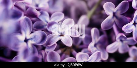 Beautiful lilac flower with five petals. Natural floral background. Very peri color of the year Stock Photo