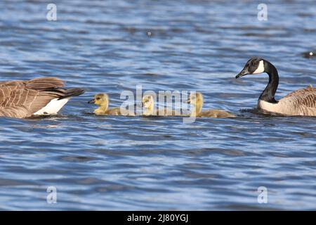 Three Canada geese Branta canadensis goslings swimming on the lake with the parent geese Stock Photo