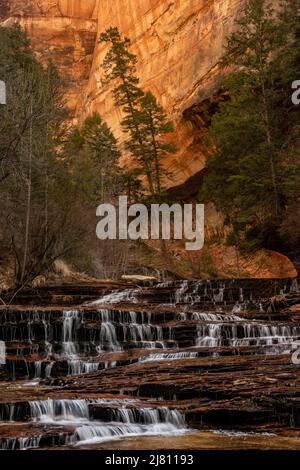 Two Tall Pines Lean Over At The Top of Waterfall along the trail to the Subway in Zion National Park Stock Photo