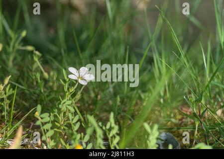 mountain sandwort flower growing in the forest in spring on blur background Stock Photo