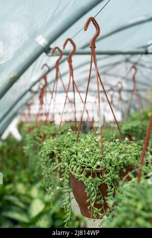 Hanging Senecio Rowleyanus commonly known as a string of pearls. Succulent. Greenhouse, floral shop  Stock Photo