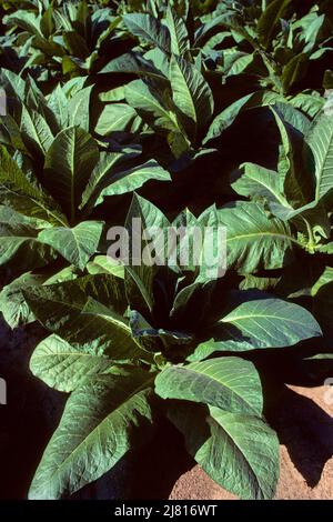 Tobacco plants Stock Photo