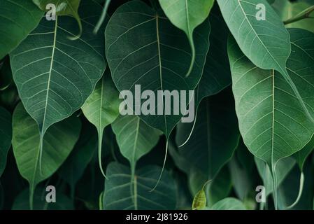 Close up green Bodhi leaves texture background Stock Photo