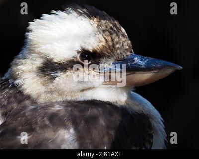 Majestic radiant stately Laughing Kookaburra with keen eyes and a powerful bill. Stock Photo