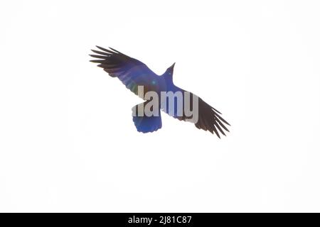 the silhouette of a flying eagle, a hawk with wings spread wide on a white sky background, a view from below with the glare of the sun Stock Photo