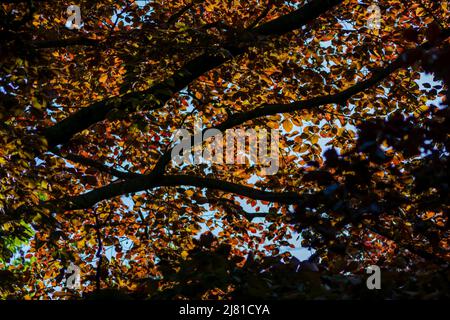 Colorful leaves of a copper beech in autumn and fall shine bright in the backlight and show their leaf veins in the sunlight with orange and red Stock Photo