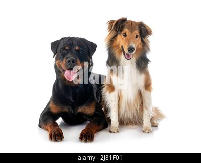 Shetland Sheepdog and rottweiler in front of white background Stock Photo