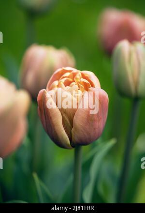 Beautiful bronze apricot Double tulips  bloom in an early spring garden. La Belle Epoque (Tulipa) Stock Photo