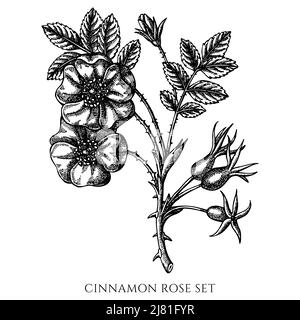 Tea herbs vintage vector illustrations collection. Black and white cinnamon rose. Stock Vector