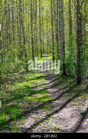 narrow path through young birch forest in springtime Stock Photo