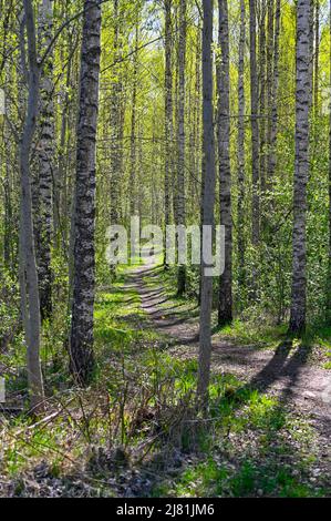 narrow path through young birch forest in springtime Stock Photo