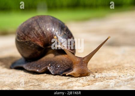 Big snail in shell crawling on road, summer day in garden in Arusha, Tanzania, East Africa, close up Stock Photo