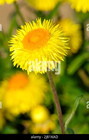 Xerochrysum bracteatum Granvia Gold, everlasting flower, bracted everlasting, golden everlasting, immortelle, paper daisy, straw flower, strawflower, Stock Photo