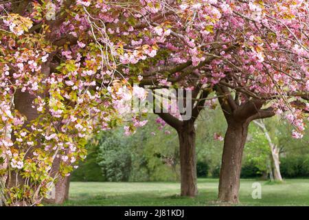 Stunning pink cherry tree blossom flowering in Norfolk England Stock Photo