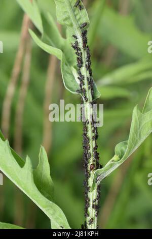 Black bean aphids aphis fabae colony on heavyly infested plant stem Stock Photo